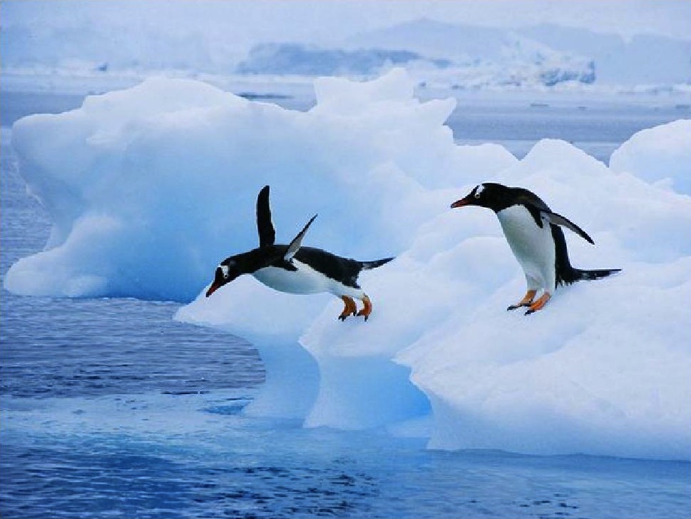 The unfortunate photo Photo of penguins